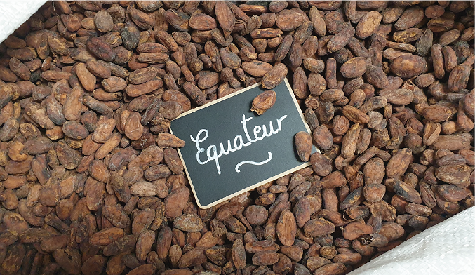 Les fèves de cacao pure origine Equateur pour notre chocolat bean to bar